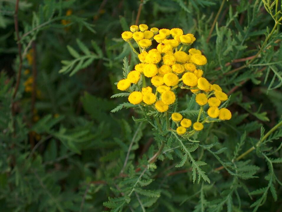Tansy, as part of anti-parasite blend