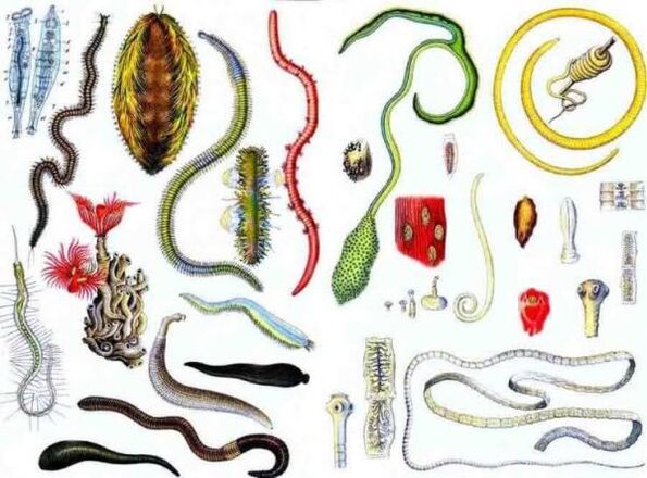 human parasites