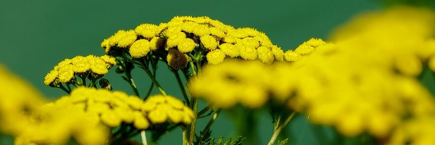 Chrysanthemum anti-worm