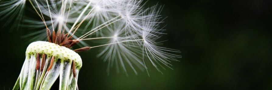 Dandelions fight pests
