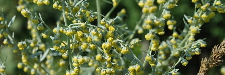 Mugwort fights worms