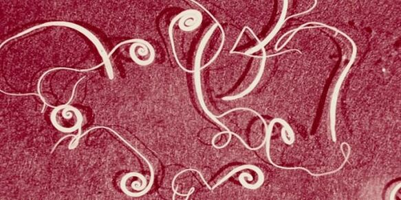 image of human parasites